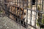 Každoroční zoo